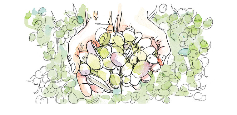 A beautiful watercolor and ink illustration of hands holding olives, showcasing the organic and natural elements. Perfect for health and wellness products, this mixed media piece is ideal for entertainment, media, and publishing.