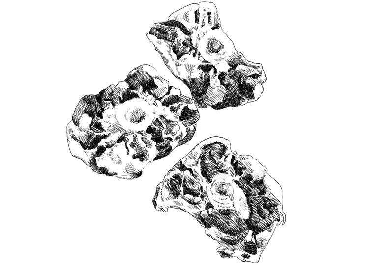 A detailed black pen and ink illustration of various meat cuts, including oxtail, created in a cross-hatching style. Perfect for publishing in menus or culinary guides, showcasing the artistry of food presentation.