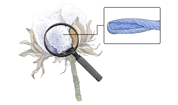 Close-up illustration of cotton fibers transforming into fabric, showcasing the science behind WIN laundry detergent.