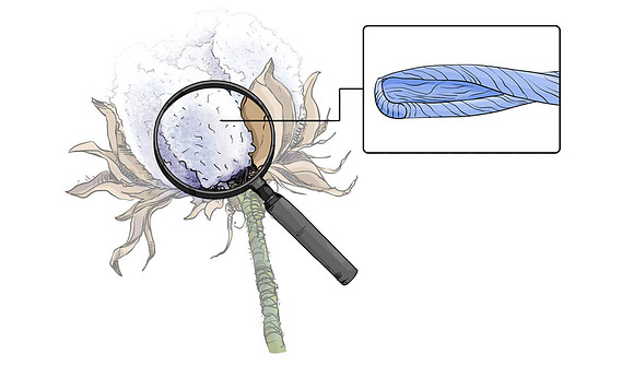 Close-up illustration of cotton fibers transforming into fabric, showcasing the science behind WIN laundry detergent.