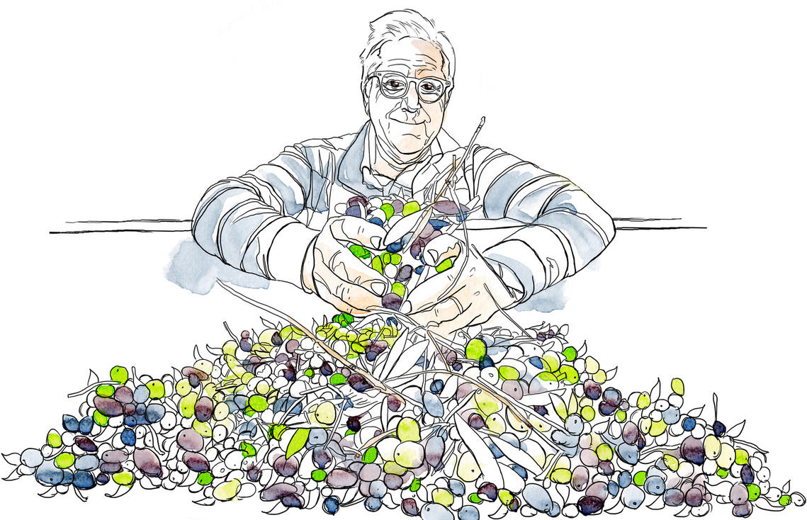 Watercolour and ink illustration: Man holding basket overflowing with freshly picked green olives. Perfect for olive oil video.