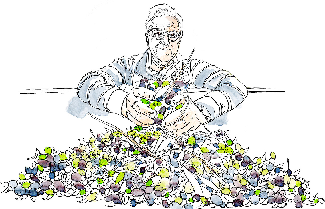 Watercolour and ink illustration: Man holding basket overflowing with freshly picked green olives. Perfect for olive oil video.