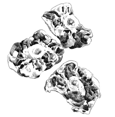 This black and white illustration showcases an oxtail meat cut with detailed cross-hatching for depth and texture. Both the meat and bone are clearly visible, making it ideal for a menu or butcher shop display.