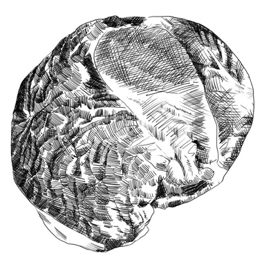 This detailed black and white illustration depicts a round steak meat cut, perfect for showcasing on a restaurant menu.  The image utilizes cross-hatching techniques to create depth and texture