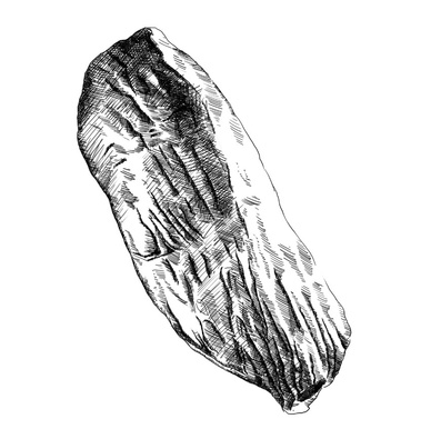 This detailed black and white illustration depicts an eye round meat cut, ideal for showcasing on a menu or butcher shop display. The image  utilizes cross-hatching techniques to create depth and texture, highlighting the muscle fibers within the meat.
