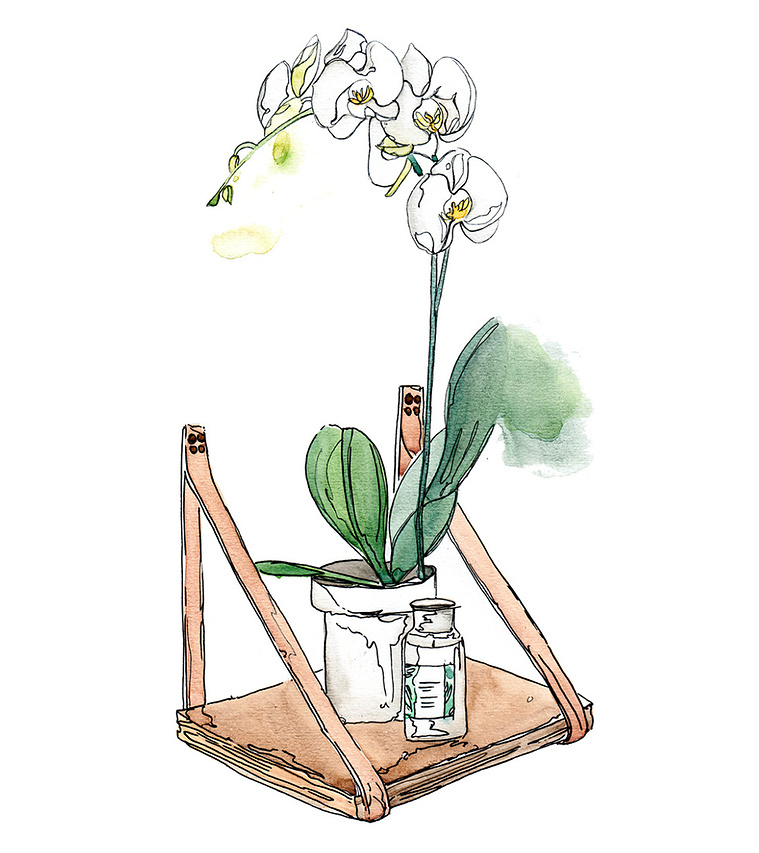 Organic Meets Modern: This Watercolour & Ink Illustration Combines Delicate Orchids with a Textured Wood Structure, Ideal for Interior Design Projects.