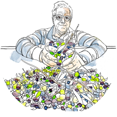 Watercolor and ink illustration for Olive Oil Times case study, featuring a white man with glasses lifting a handful of olives directly from tree bundles. This health and wellness artwork emphasizes fresh, natural ingredients.