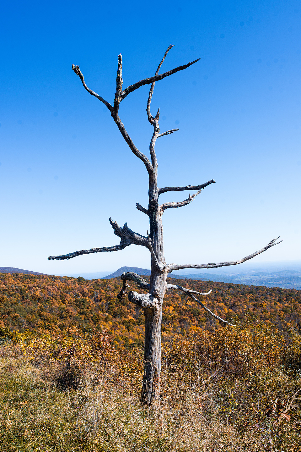 A dead tree by the side of Skyline Drive