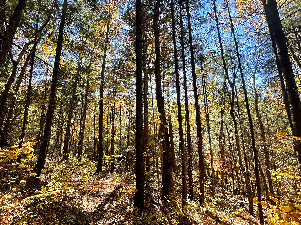 A canopy of yellow and orange leaves at the bottom of the valley on the Big Run Loop trail