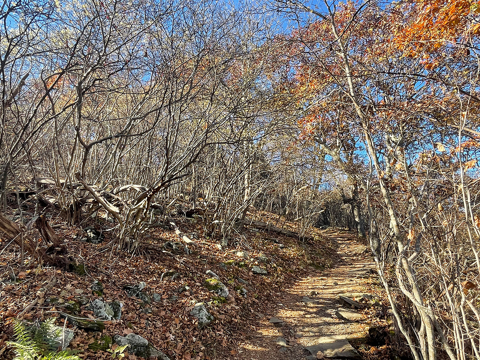 Trail views in Shenandoah
