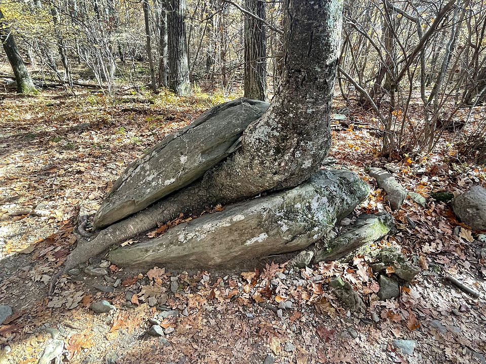 A tree has split this boulder in half after decades of growing through it