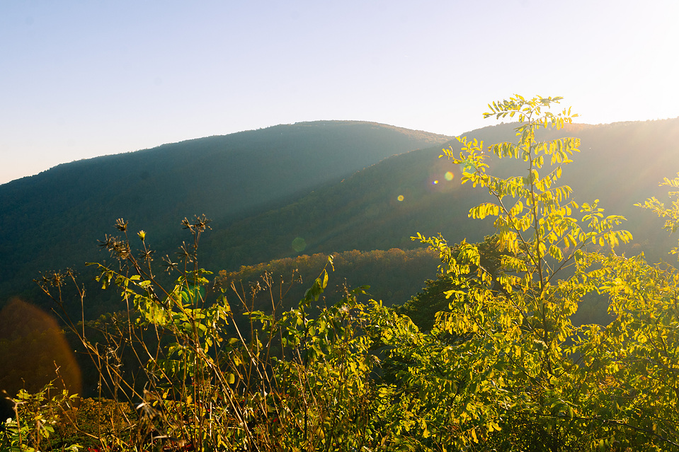 Afternoon sun catches plants in Shenandoah N.P. creating a magical glow