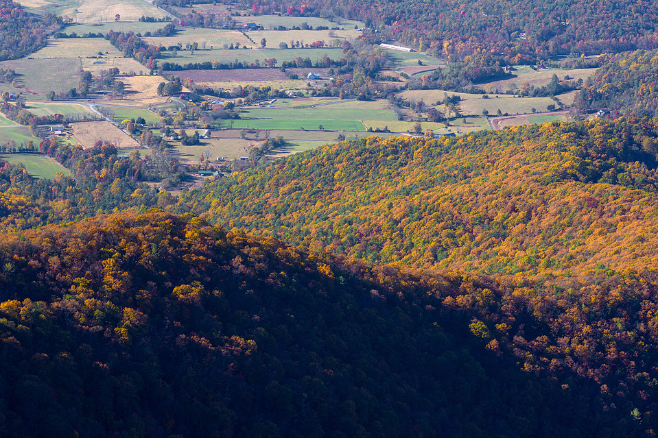 Leaves of all colors create a stunning pattern within the trees