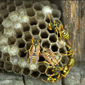 removing a bee nest