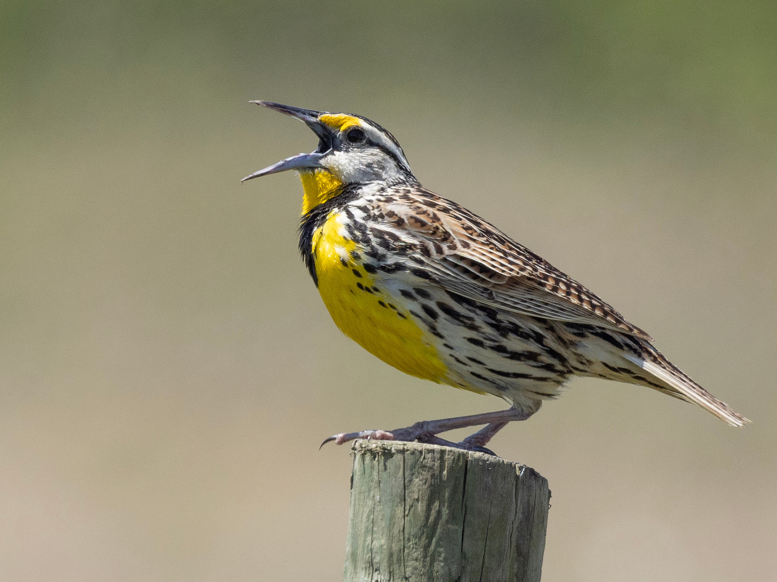 About Our Inclusive Birding Nonprofit - Birding for the People