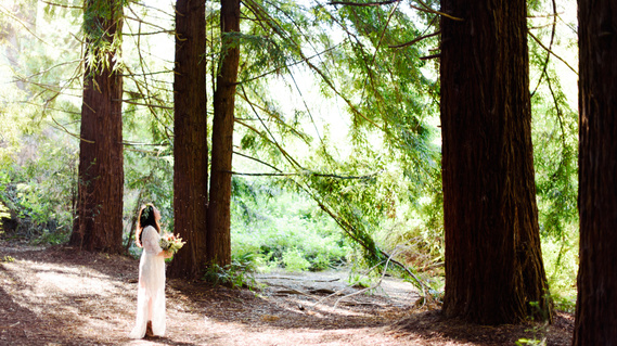A bride in a long lace dress looks upwards at the trees in a grove of redwoods