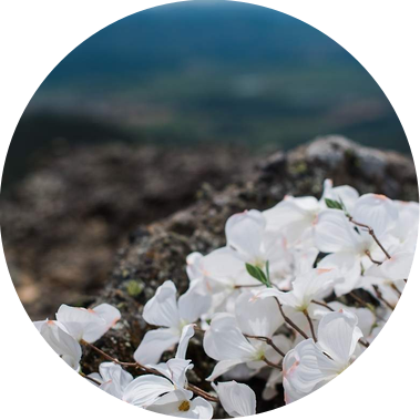 A white bouquet of dogwood flowers rests on the rocky ground of a mountaintop
