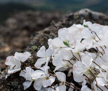 A bouquet leans against textured rocks on a hilltop