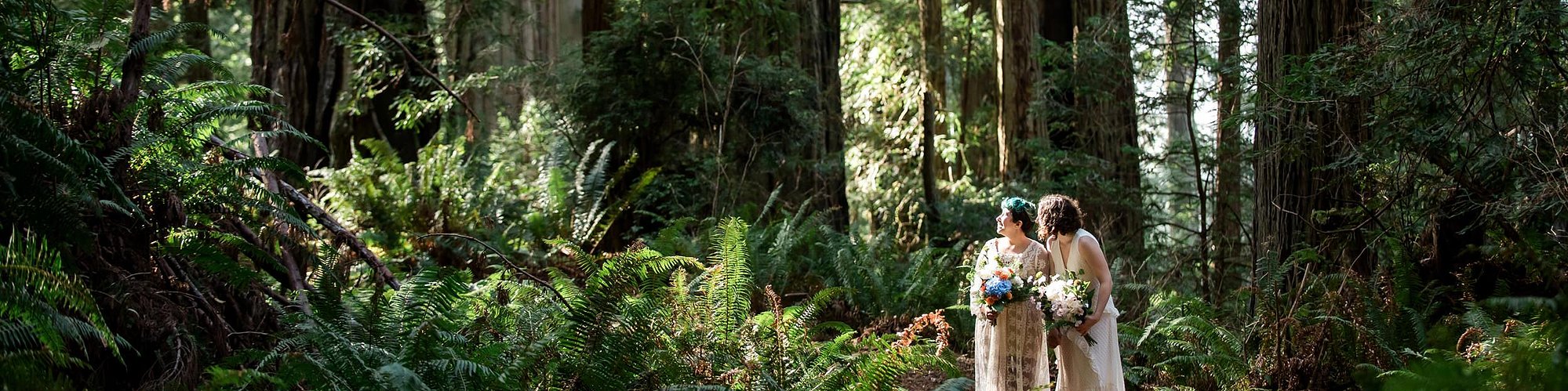 An eloping couple lean together conspiratorially in a ray of sunlight shining down through a canopy of ancient redwoods