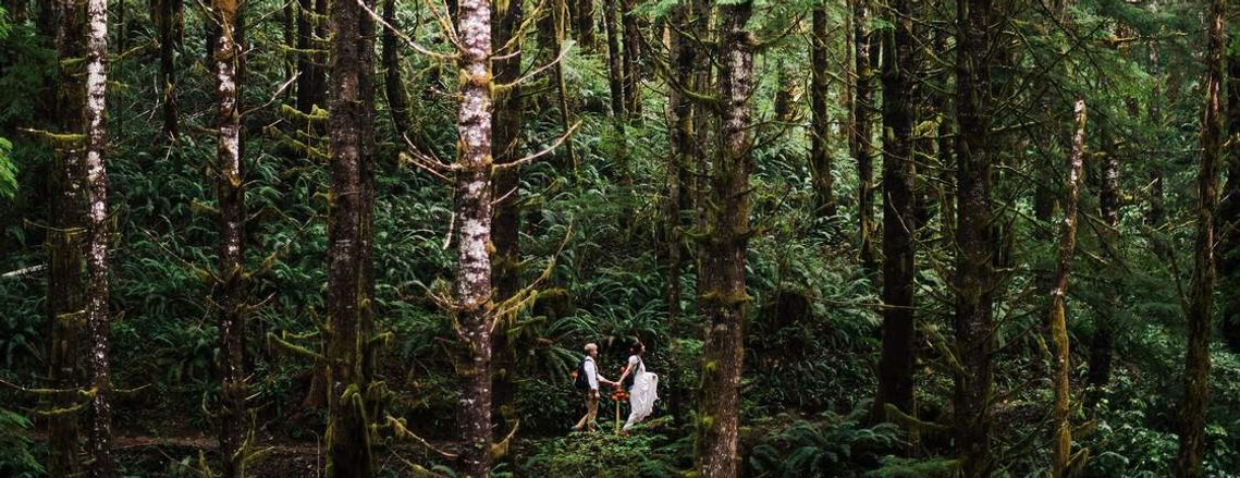 A distant couple wearing wedding clothes hike through a lush, fern-filled forest as they celebrate their elopement