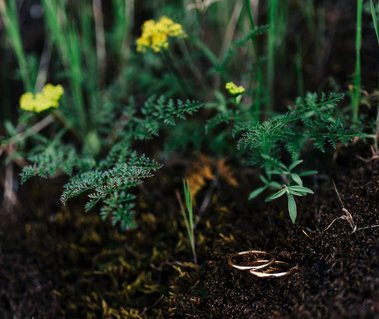 Wedding rings nestled in the moss below small yellow wildflowers