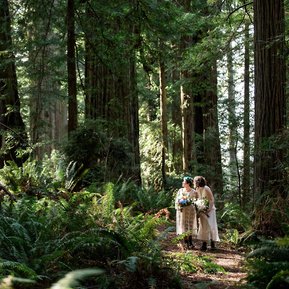An eloping couple stands in a ray of light, surrounded by lush giant ferns and ancient redwoods