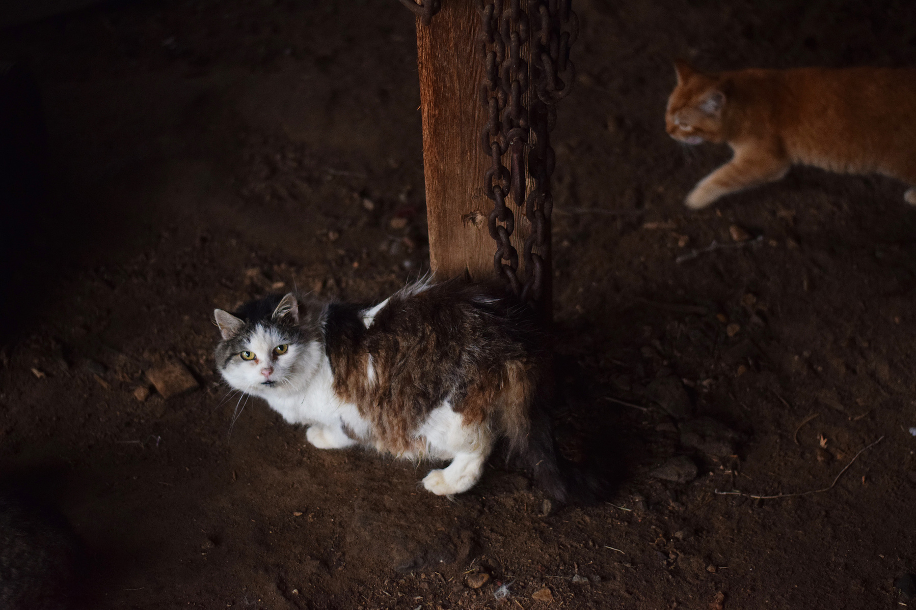 A long-haired, black and white cat looks up at the camera in front of a wooden post as an orange tabby cat walks into the frame from the right.