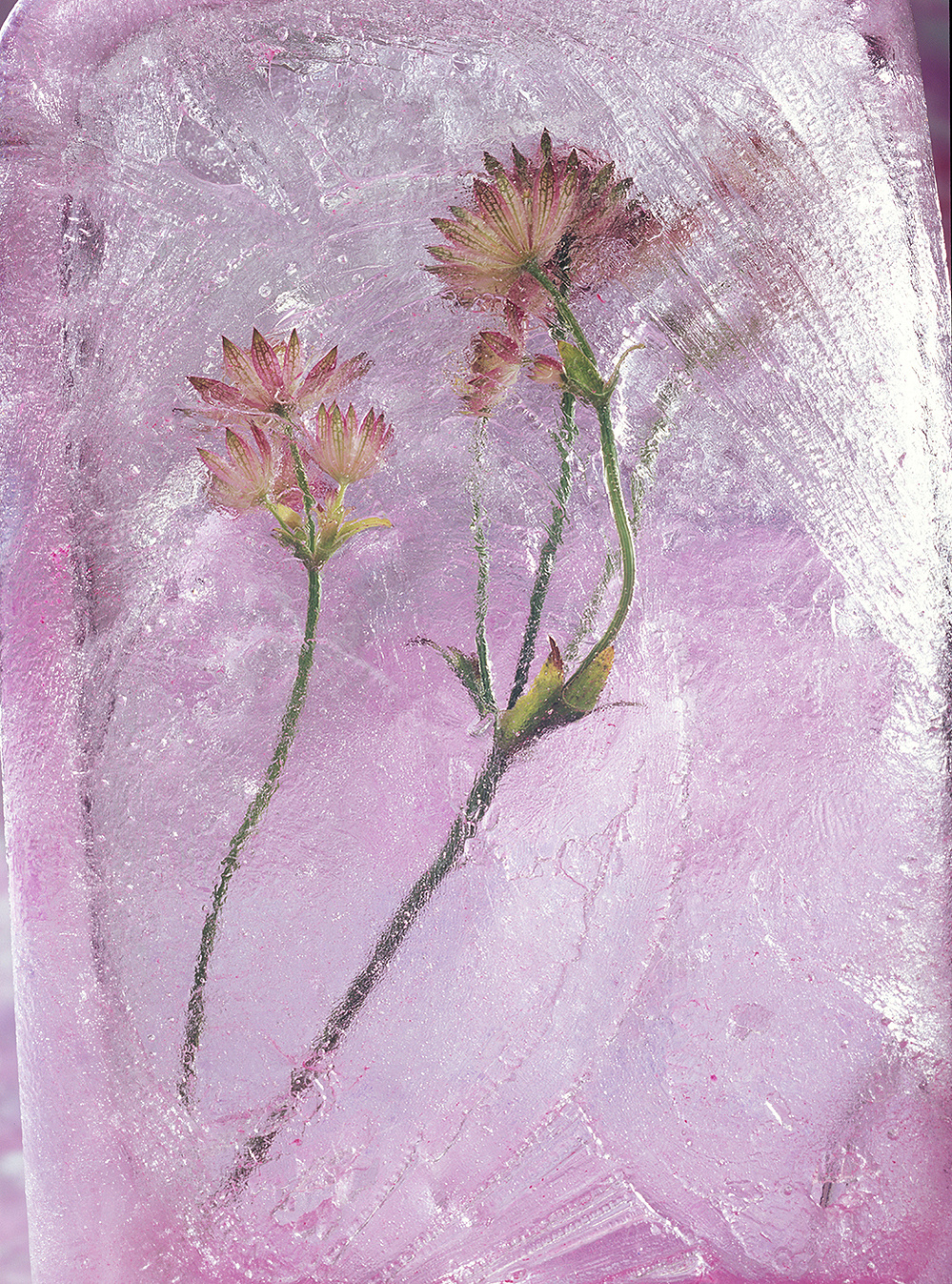 intimate and maternal flowers postured like a mother with her child