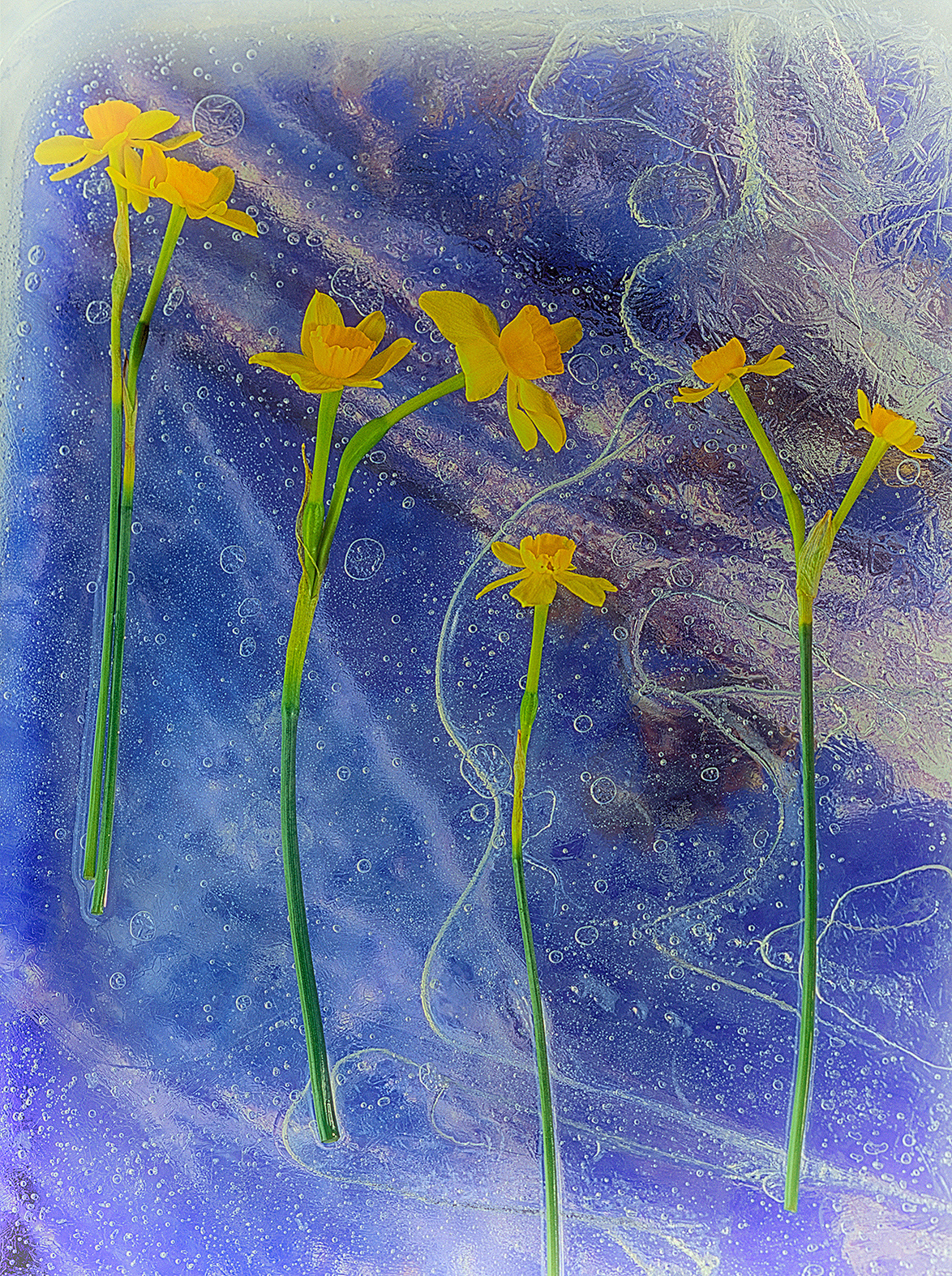 small daffoidils alined with linear traces of water a lunar bouquet