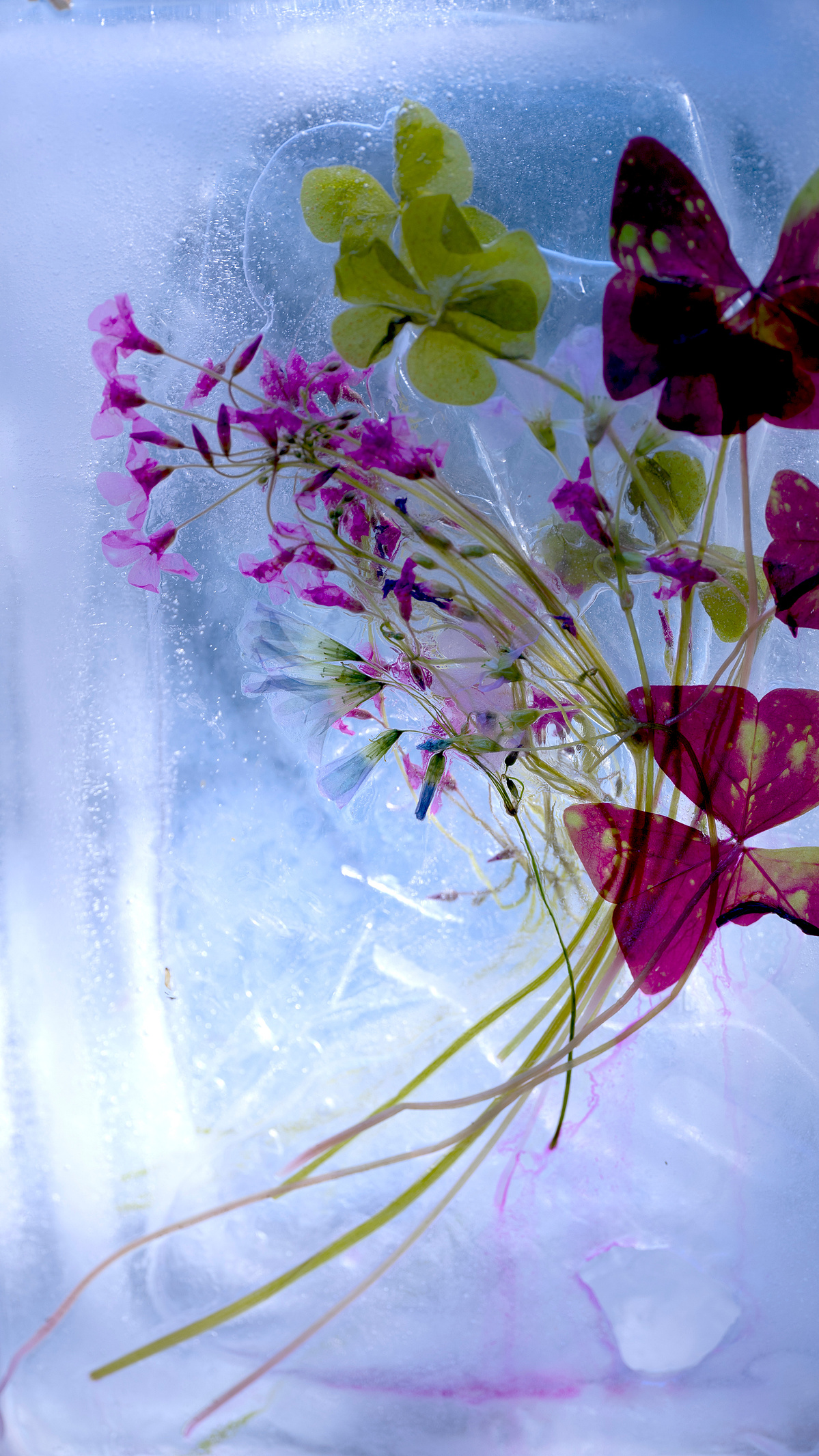 purple clover with violet flowers in crystal
