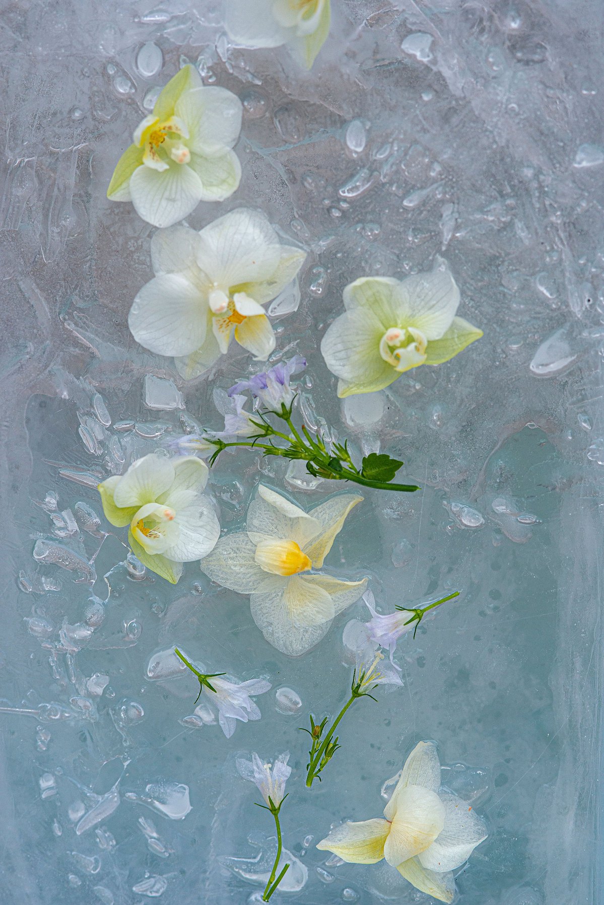 orchids frozen in a blue sea