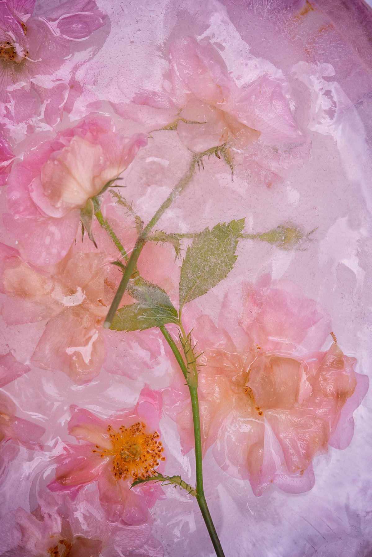 layers of roses in frozen waters