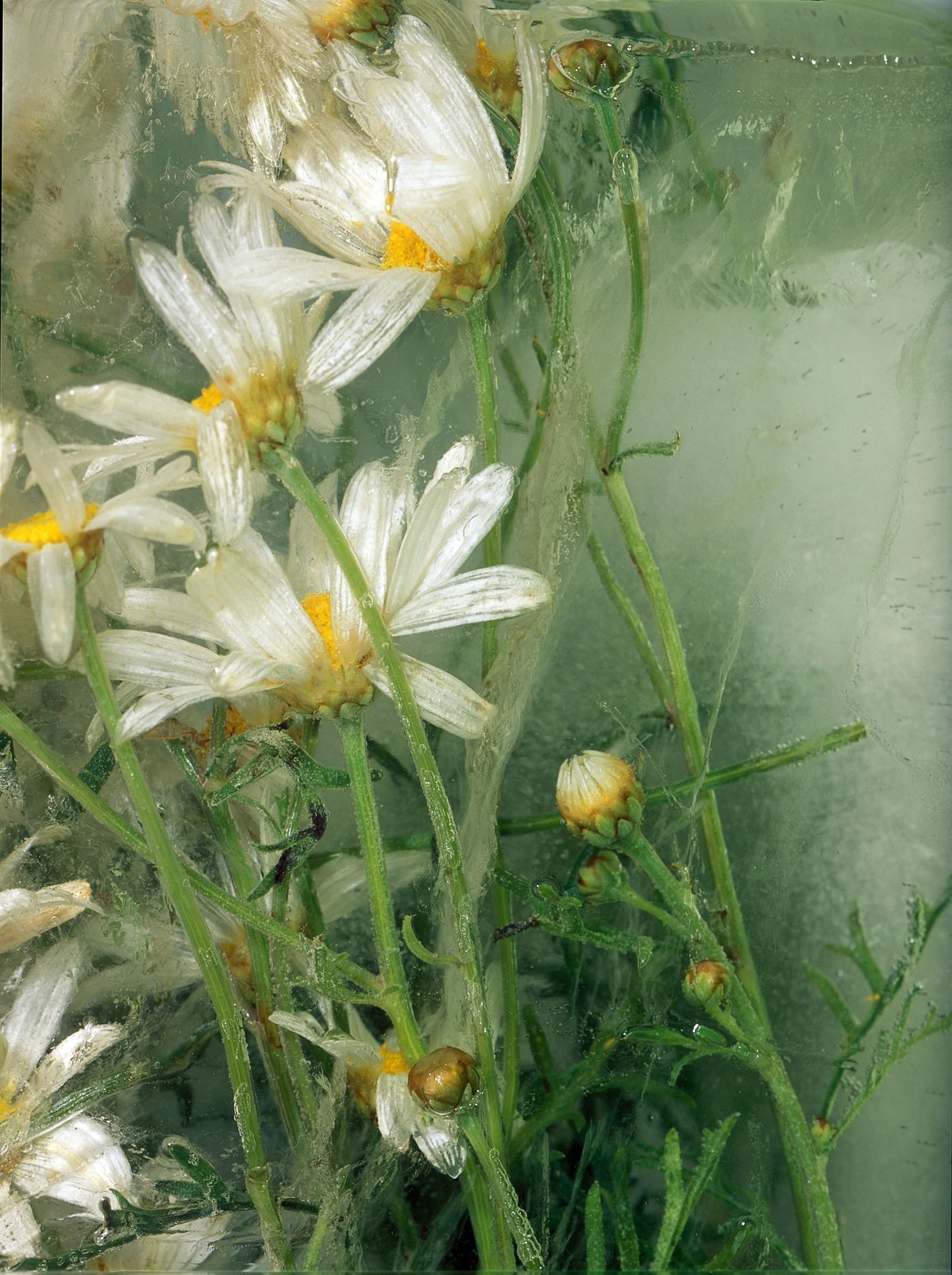 A fairy tale ; daisyes in an underwater world