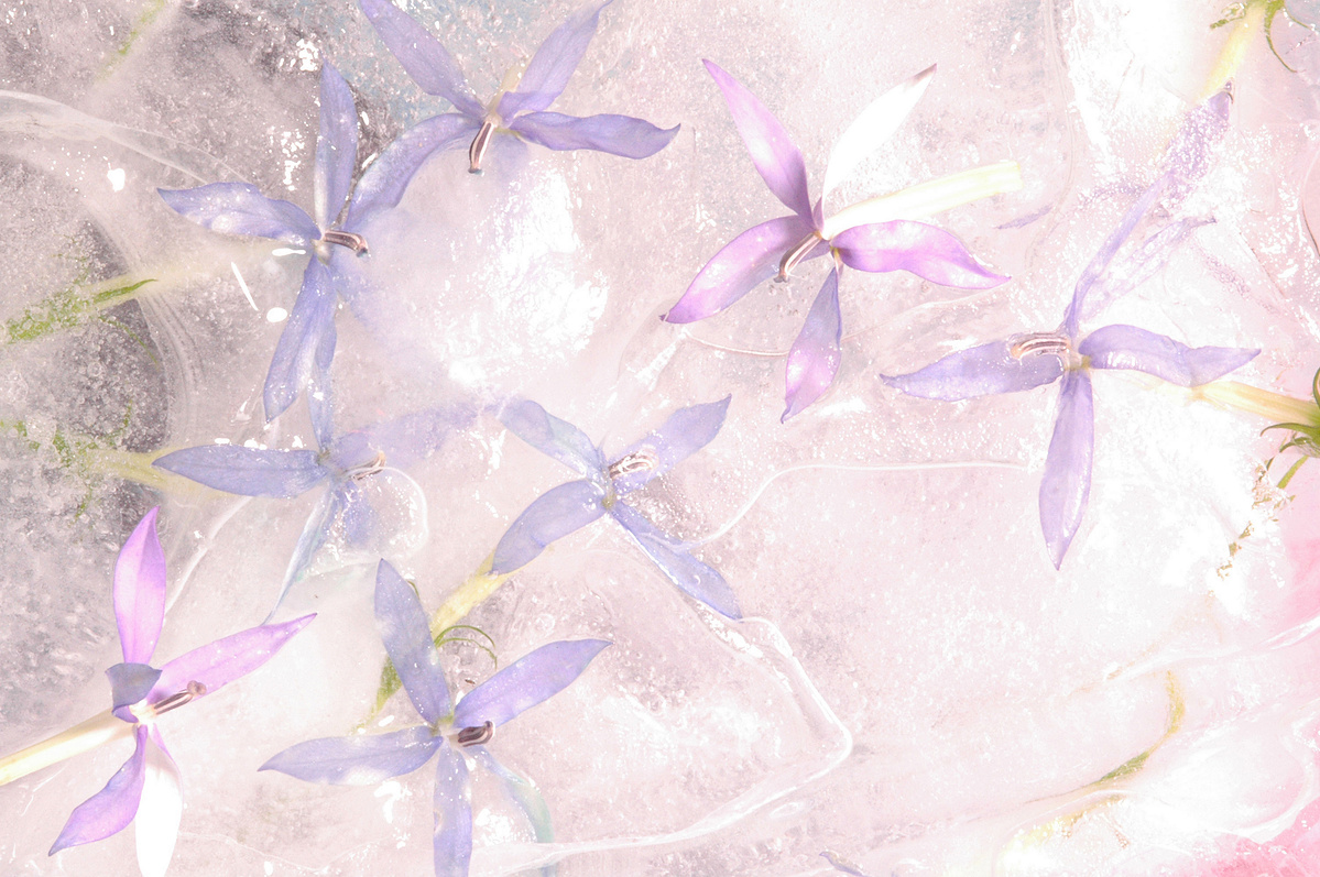 lilac colored flowers reminiscant of tiny birds fluttering in an misty background