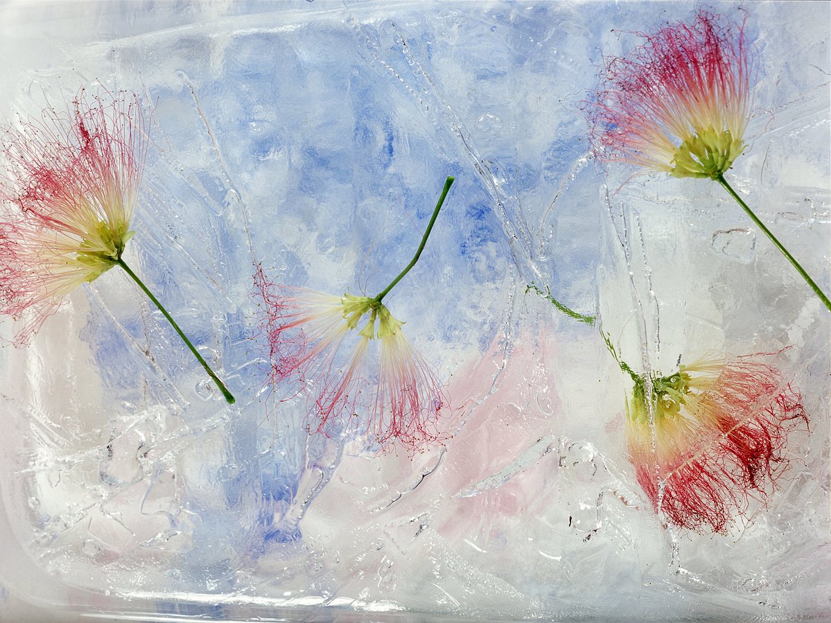 rainbow hued silk flowers floating in a misty blue sky