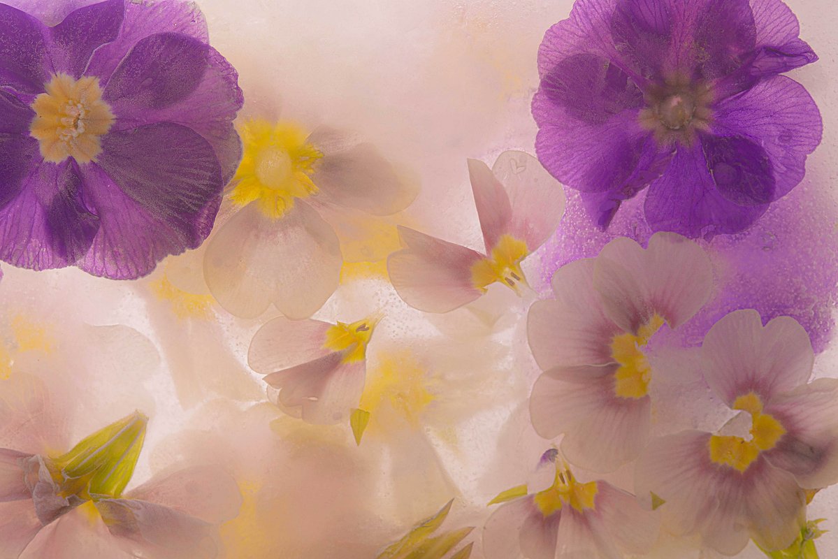 imortalizing flowers in frosty tableaus of ice. Soft but with defination