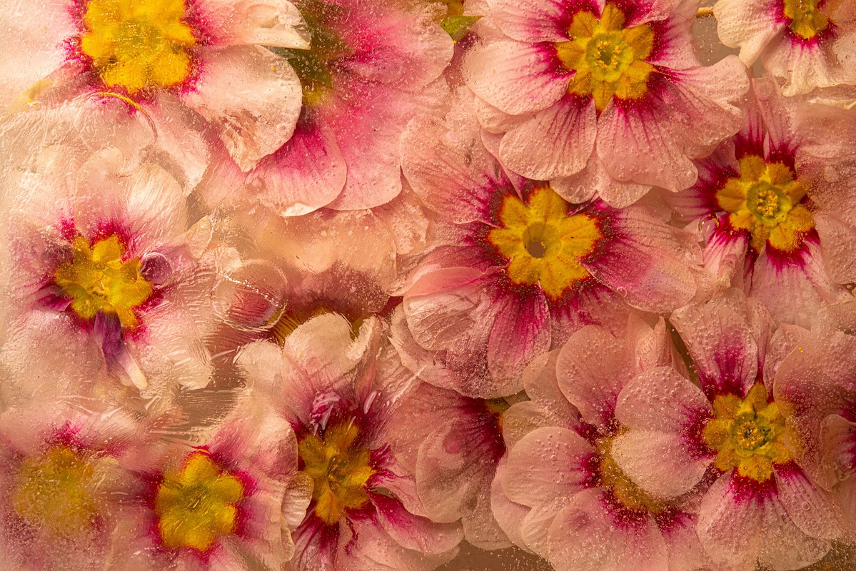 primavera in a macro image full of detail and vibrance splendid in a grande formatformat