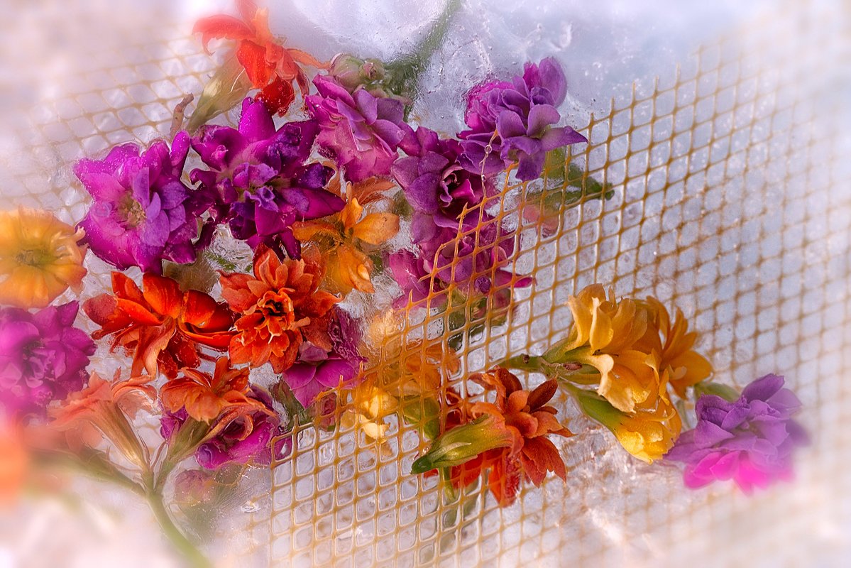 delicate vivid petite blossoms gathered tn a net of misty frost