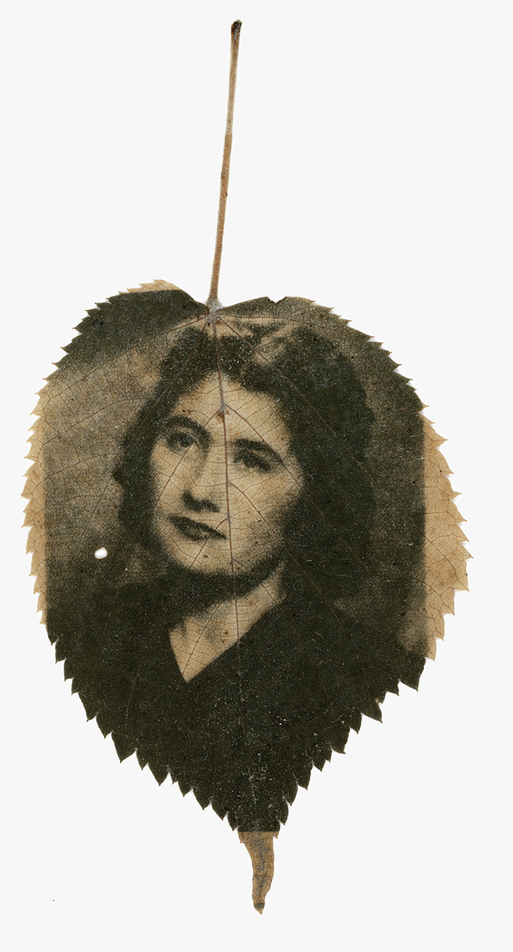Raina Vlaskovska,  Райна Власковска, chlorophyll print,  eco prints