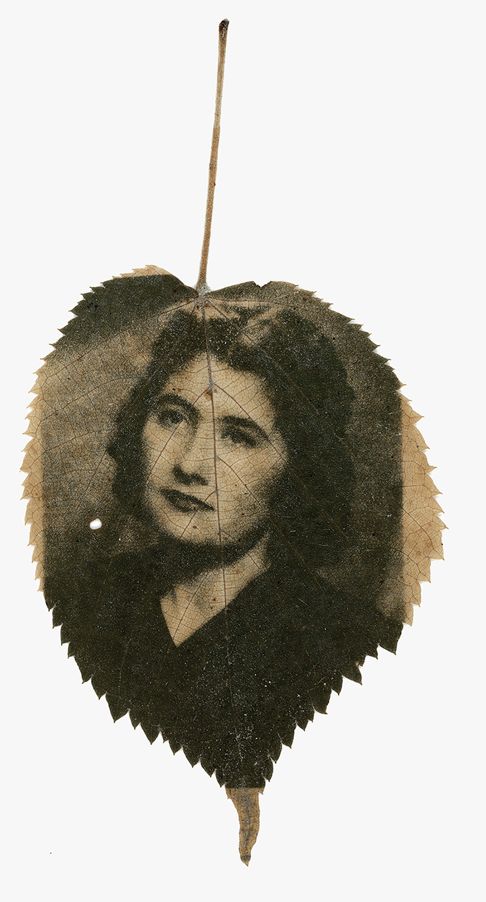 Raina Vlaskovska,  Райна Власковска, chlorophyll print,  eco prints