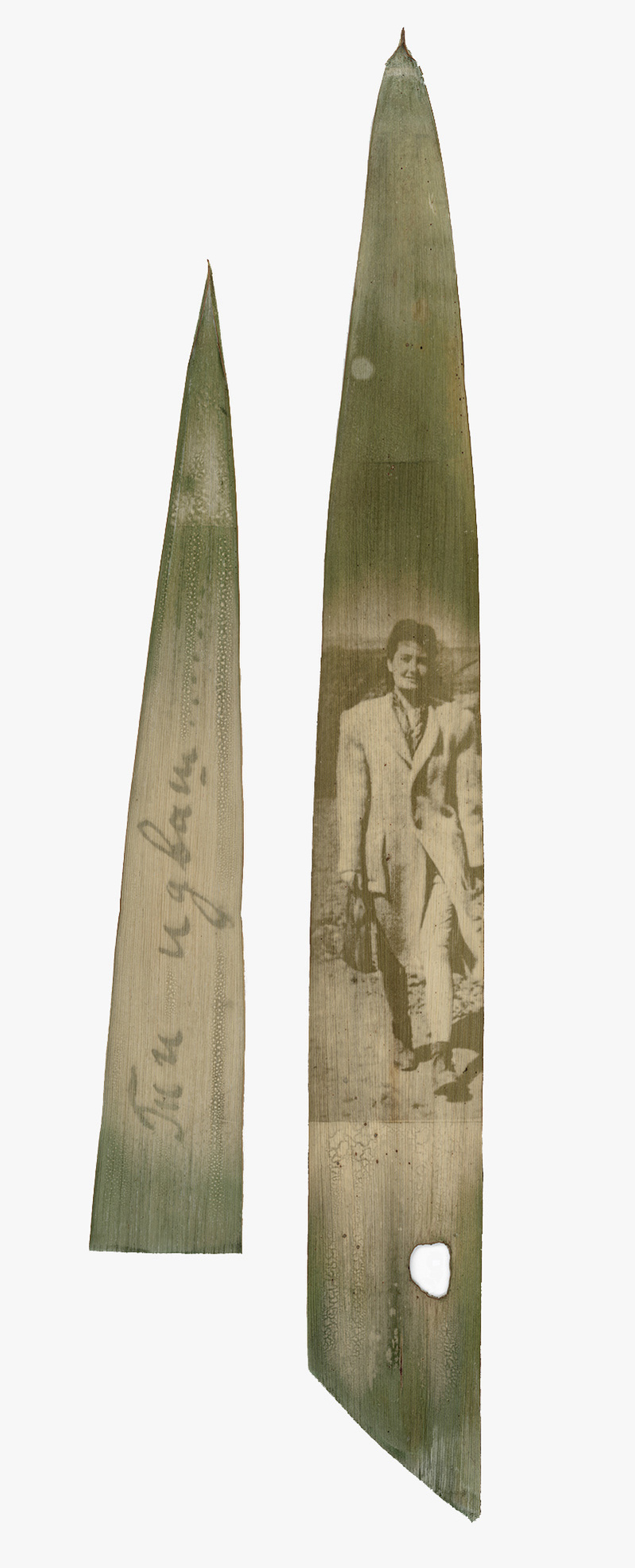 Raina Vlaskovska, chlorophyll print, Yucca glauca, eco prints