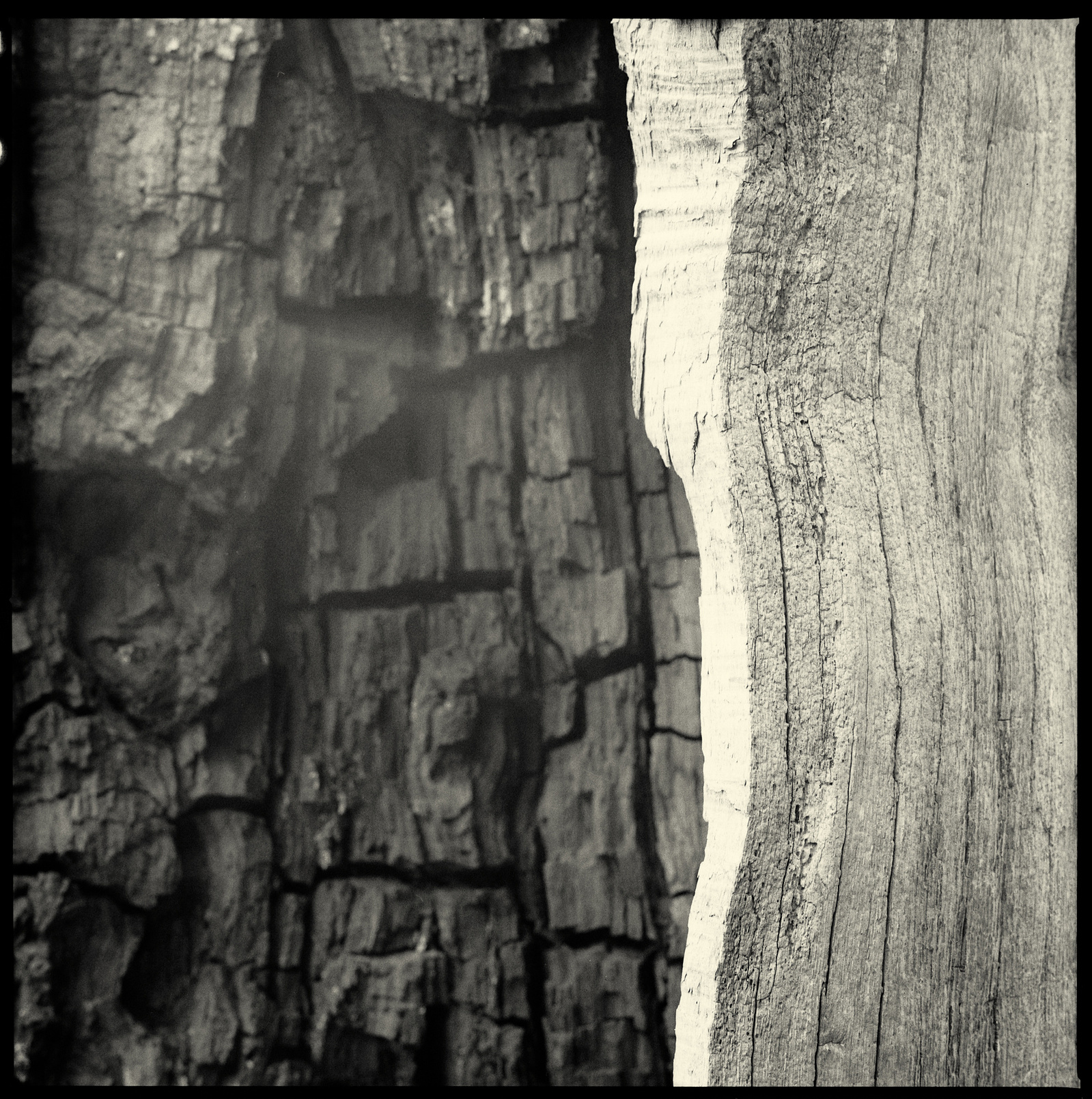 an old oak, an open mindet soul,tree,oak,old tree, visible inner life