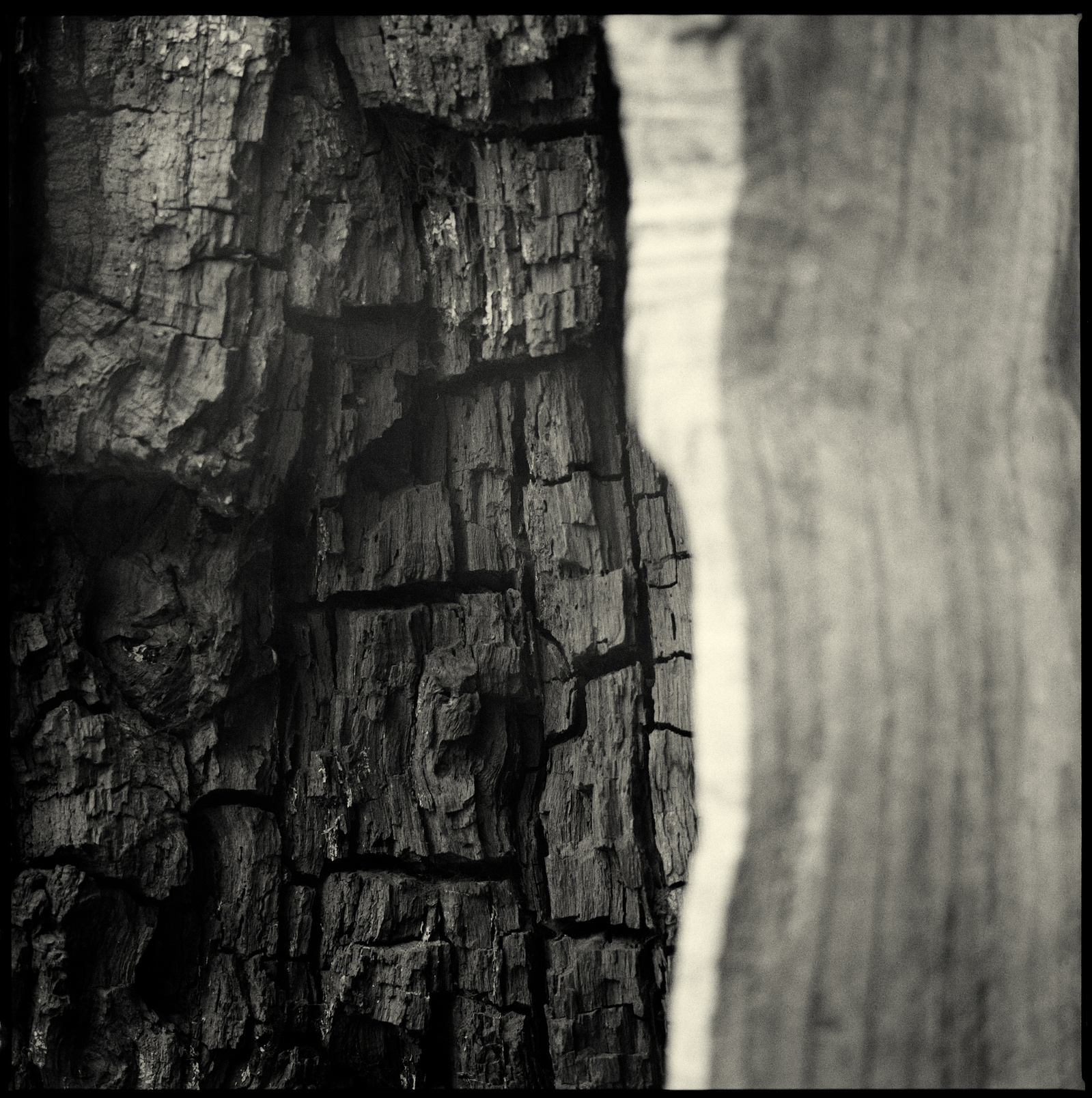an old oak, an open mindet soul,tree,oak,old tree, visible inner life