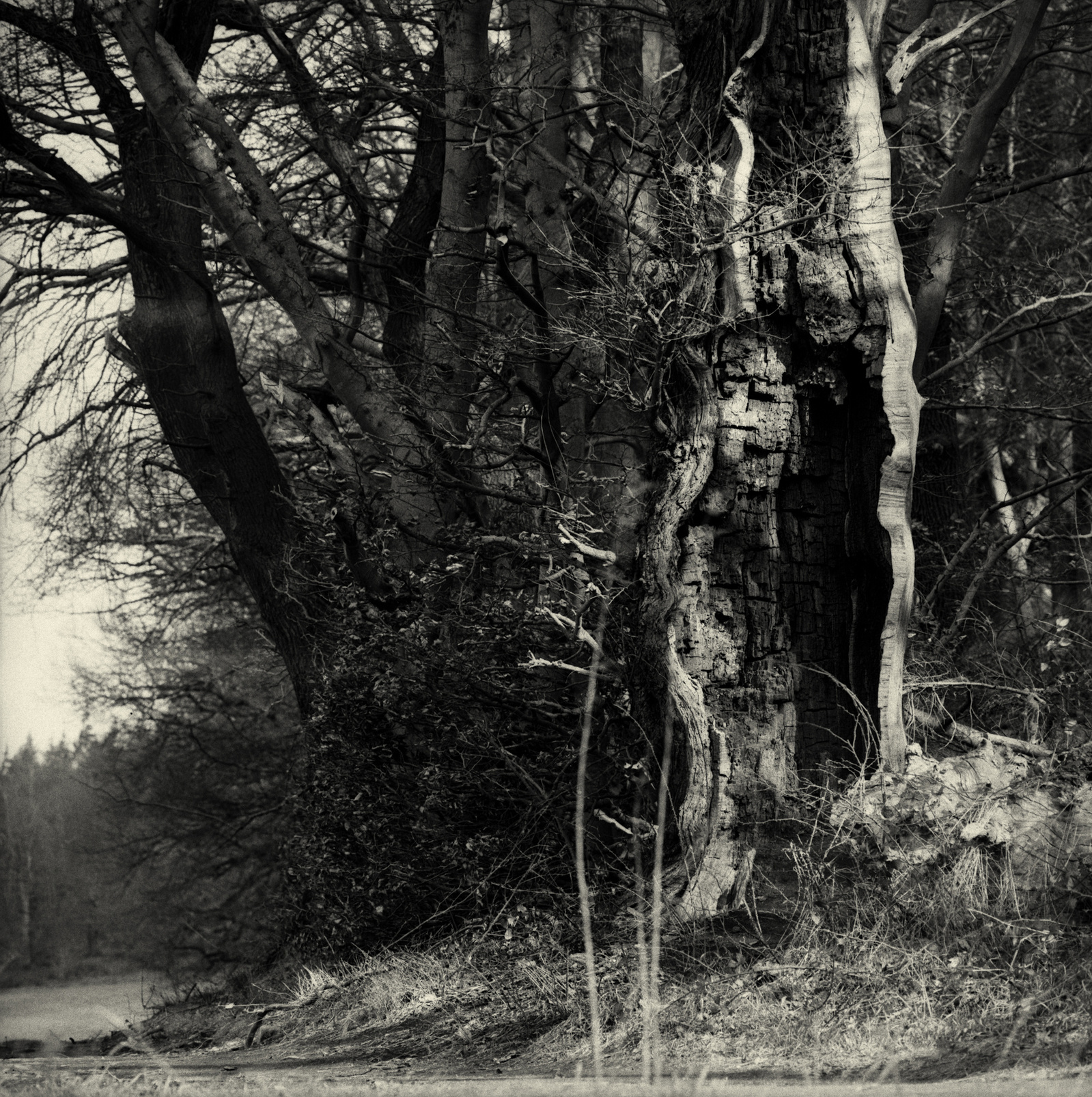 an old oak, an open mindet soul,tree,oak,old tree, visible inner life