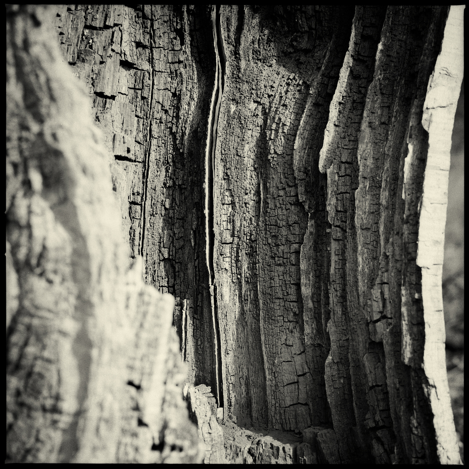 an old oak, an open mindet soul,tree,oak,old tree, visible inner life