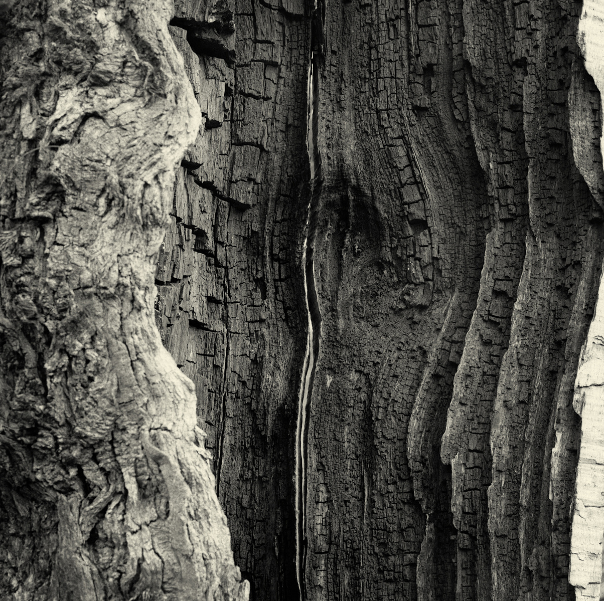 an old oak, an open mindet soul,tree,oak,old tree, visible inner life