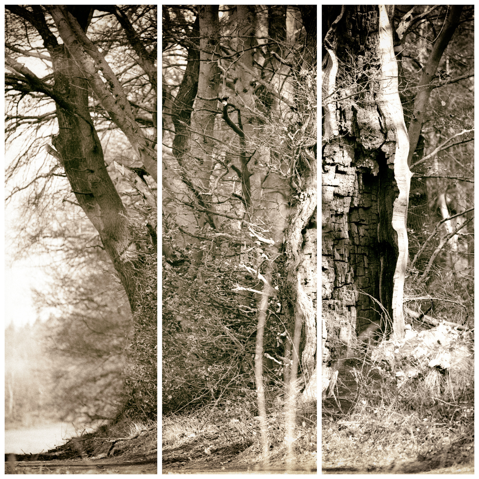 an old oak, an open mindet soul,tree,oak,old tree, visible inner life
