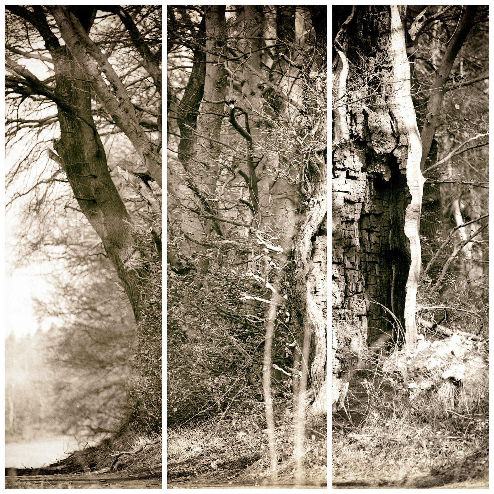 an old oak, an open mindet soul,tree,oak,old tree, visible inner life
