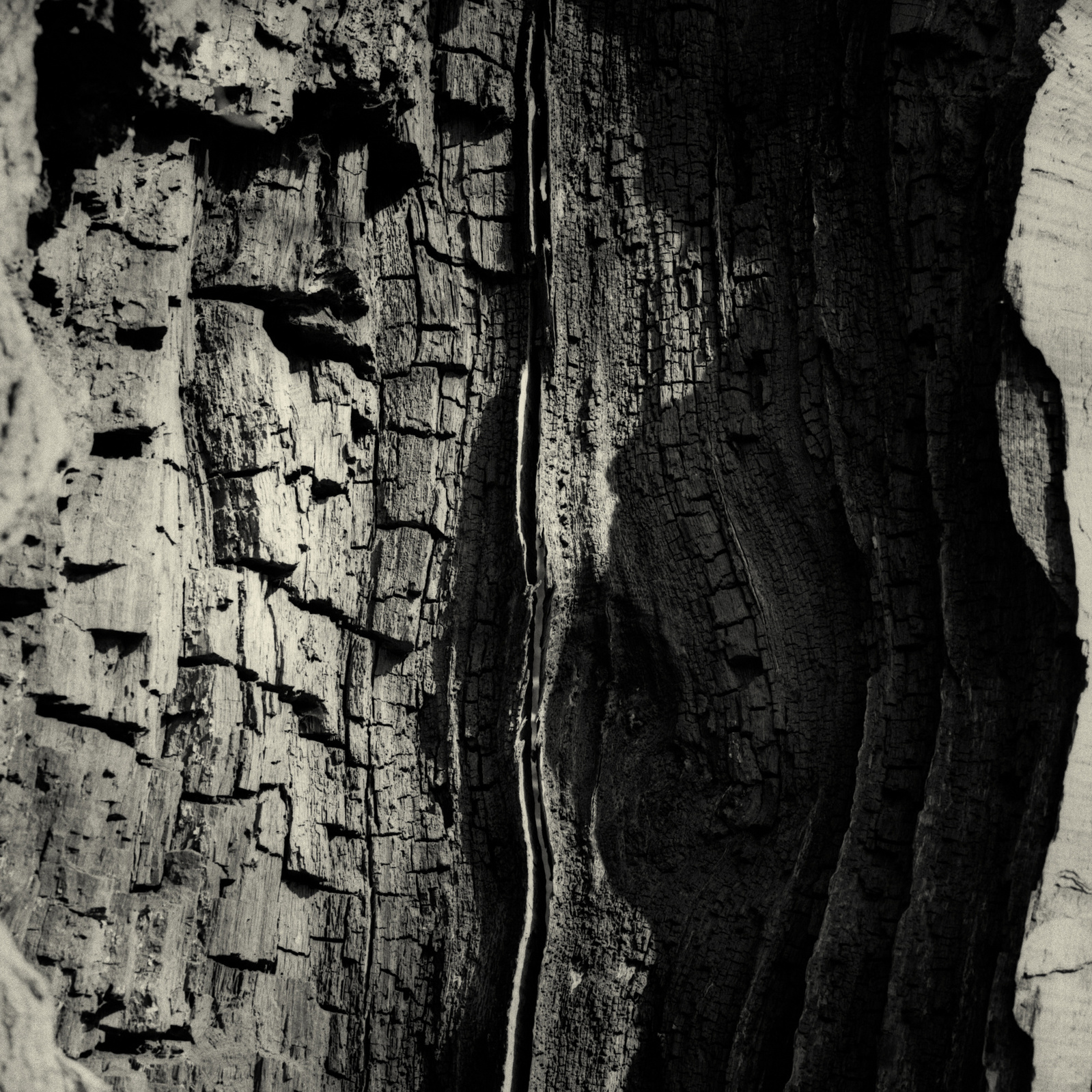 an old oak, an open mindet soul,tree,oak,old tree, visible inner life
