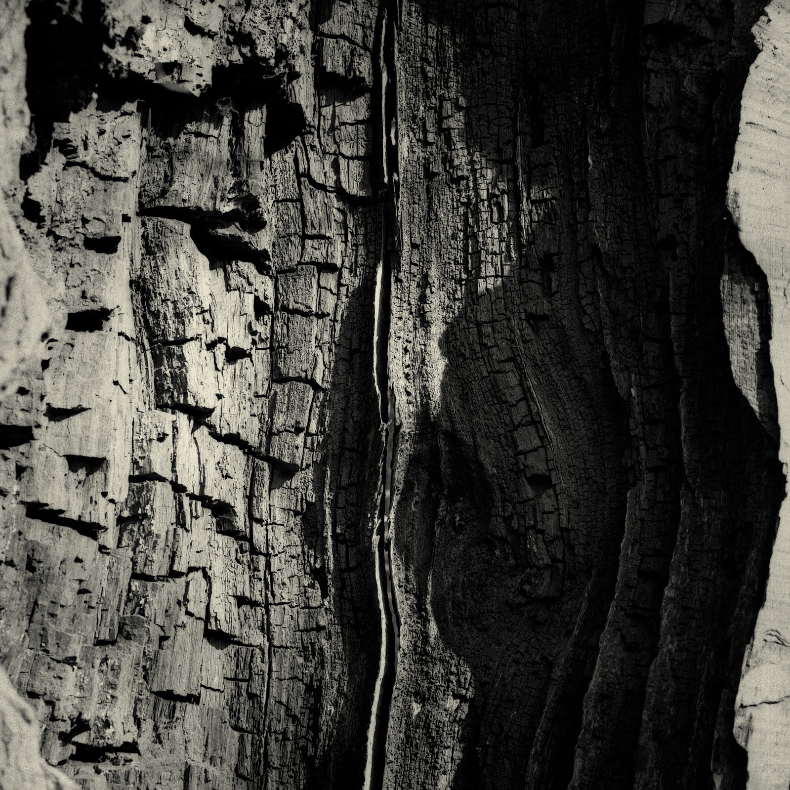 an old oak, an open mindet soul,tree,oak,old tree, visible inner life